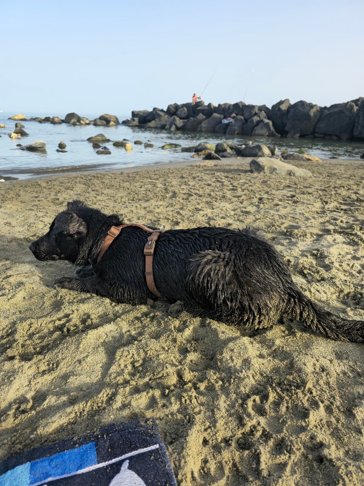 Spiaggia per Cani Ostia photo