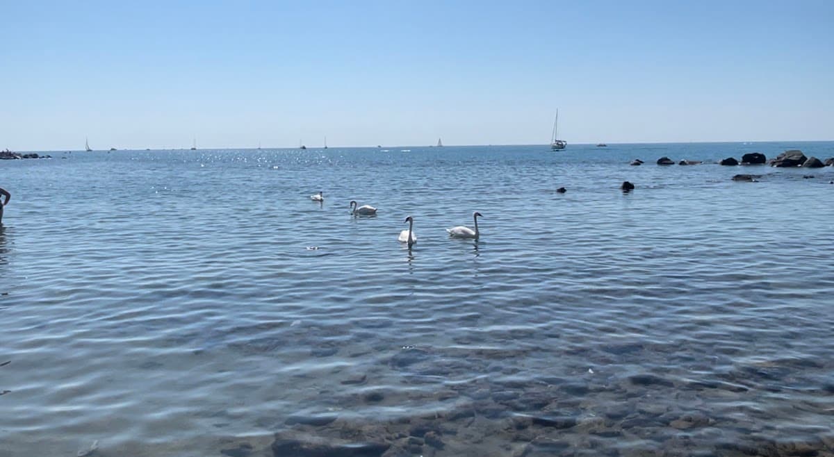 Spiaggia per Cani Ostia photo